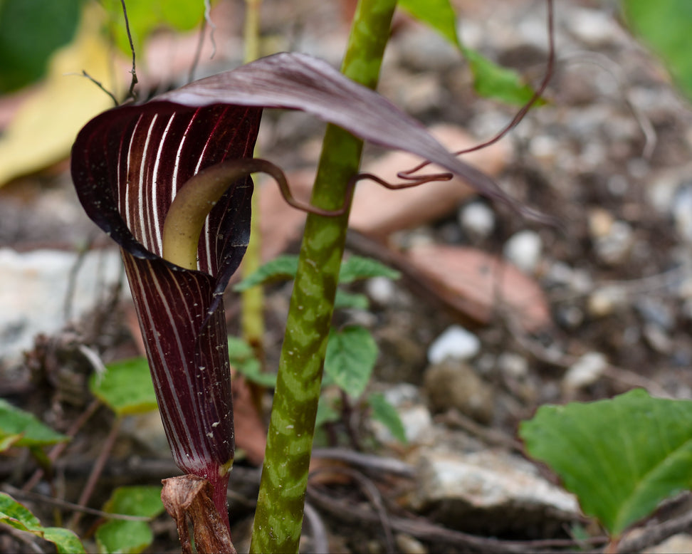 Close-up of a arum speciosum plant with a blurred natural background