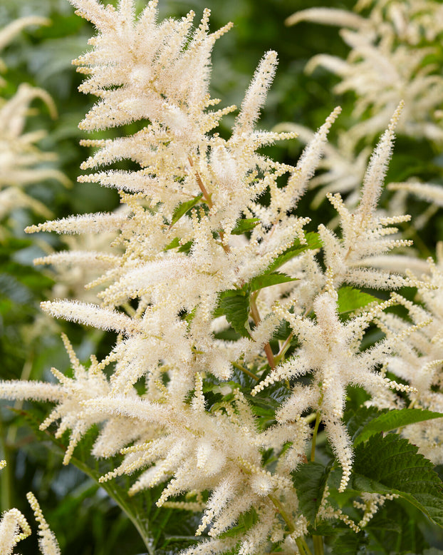 Aruncus 'Sparkles'