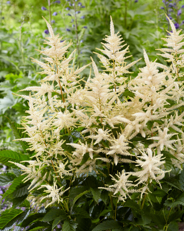 Aruncus 'Sparkles'