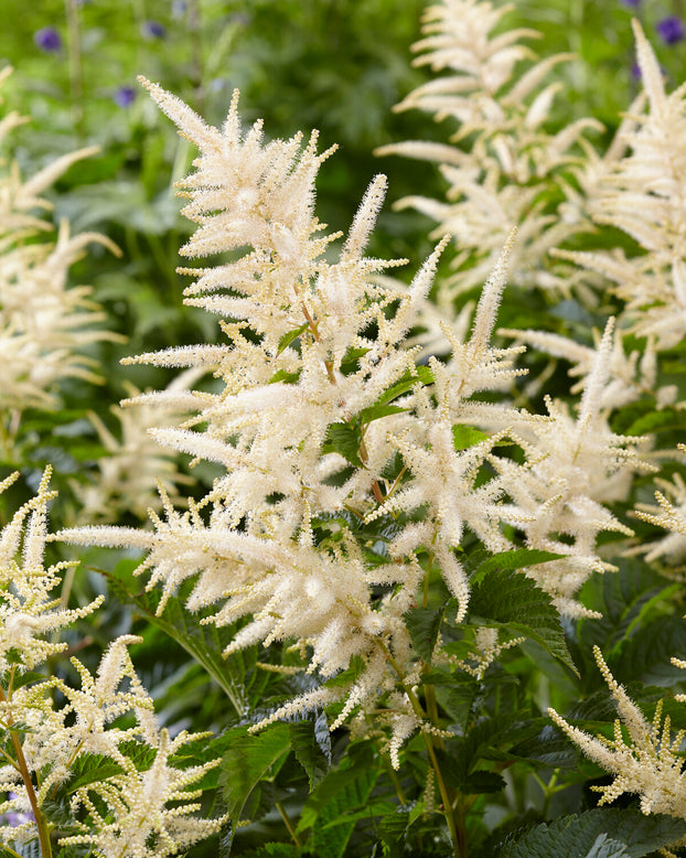 Aruncus 'Sparkles'