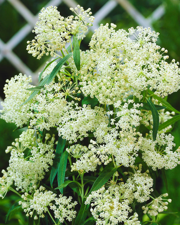 Asclepias 'Ice Ballet'