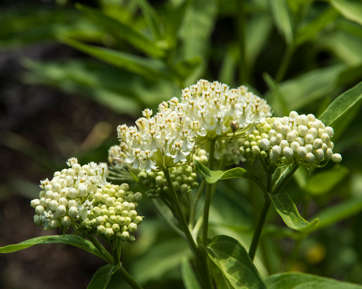 Asclepias incarnata 'Ice Ballet' bare roots | Buy white swamp milkweed ...