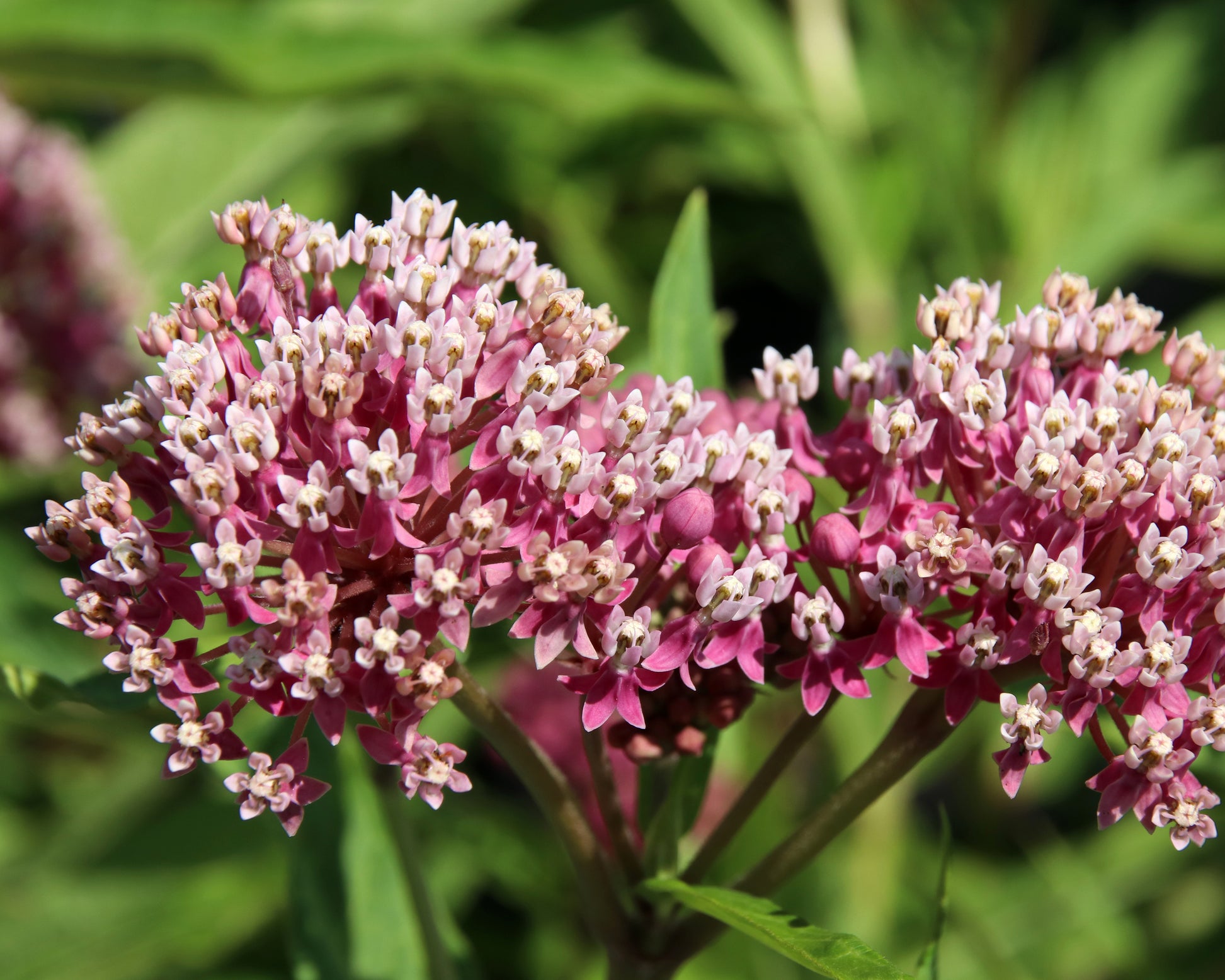 Asclepias incarnata 'Soulmate' bare roots | Buy pink swamp milkweed ...