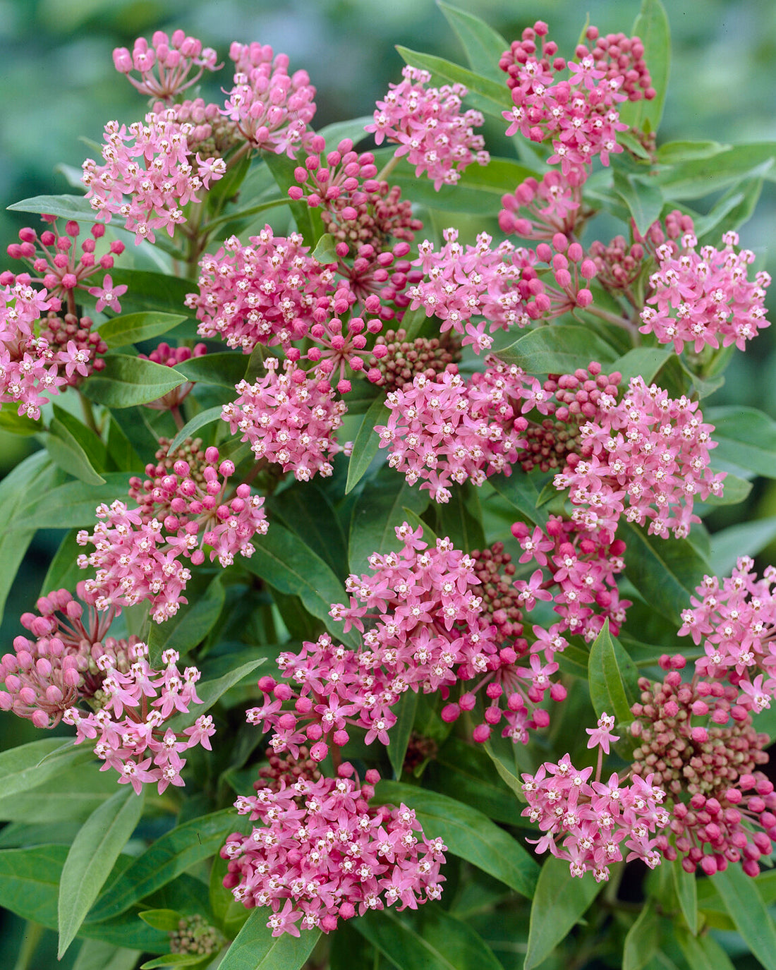 Asclepias incarnata 'Soulmate' bare roots — Buy pink swamp milkweed ...