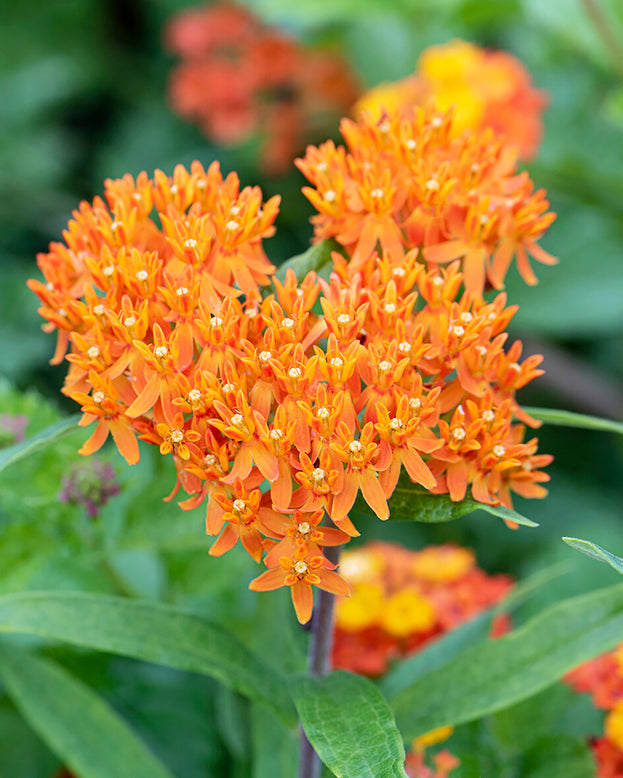 Asclepias tuberosa