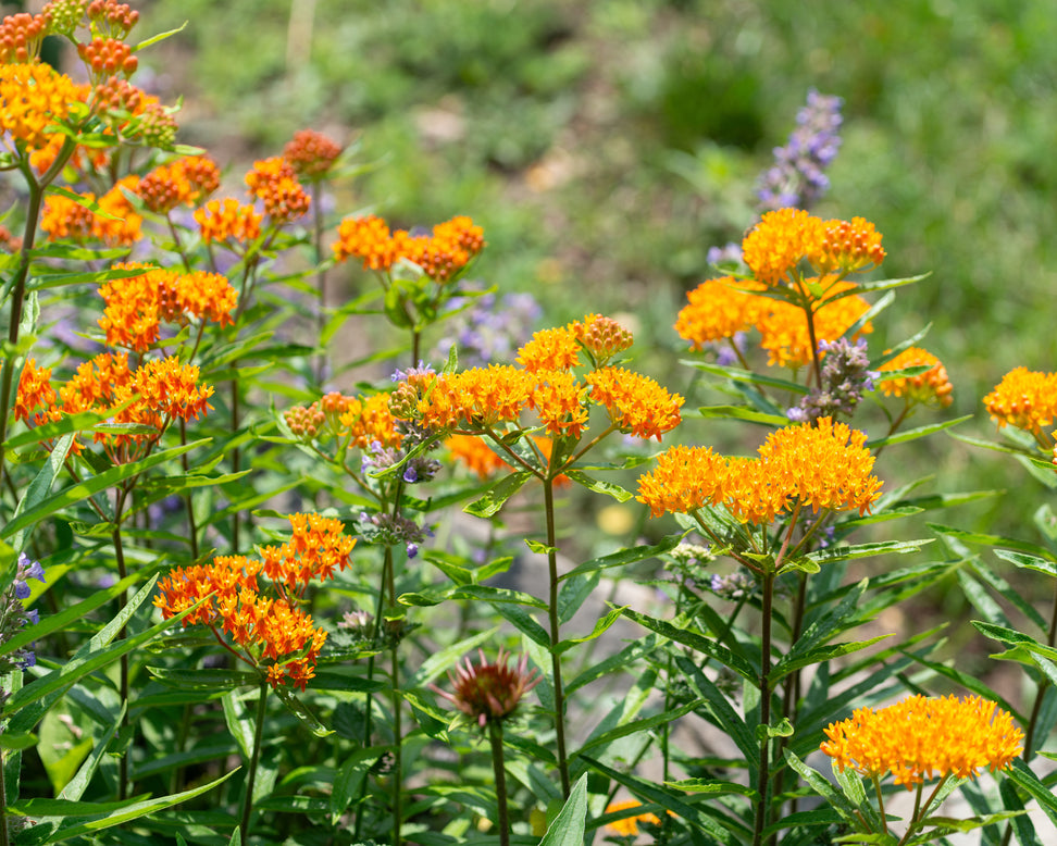 Asclepias tuberosa