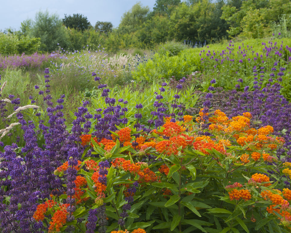 Asclepias tuberosa