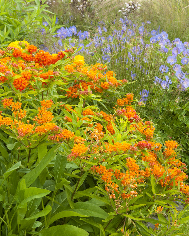 Asclepias tuberosa