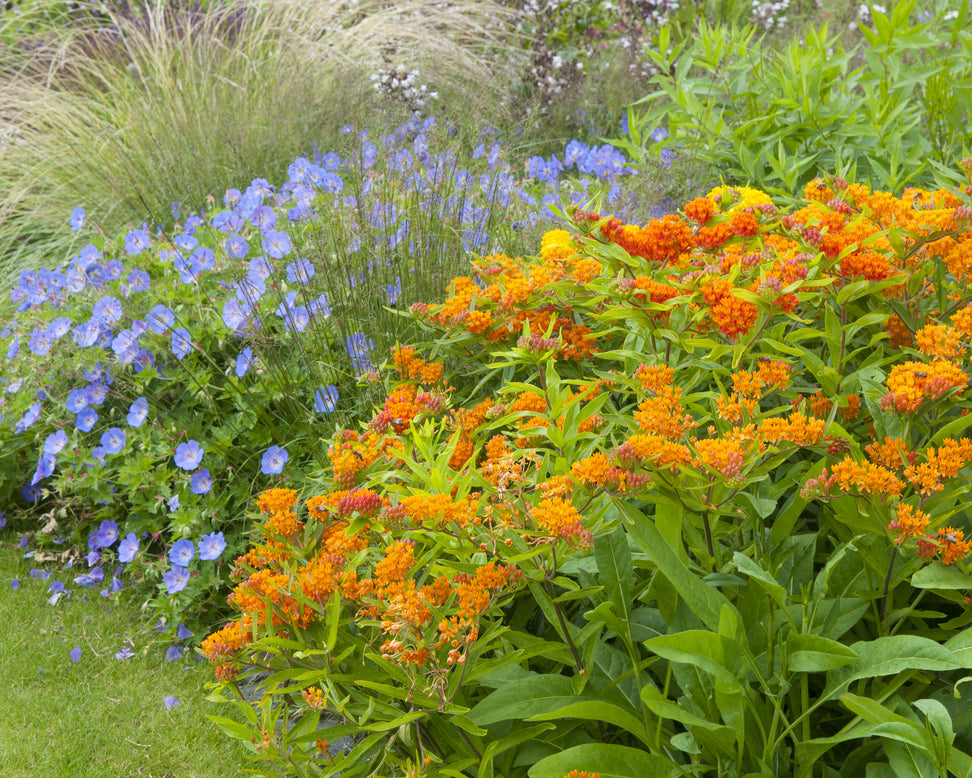 Asclepias tuberosa