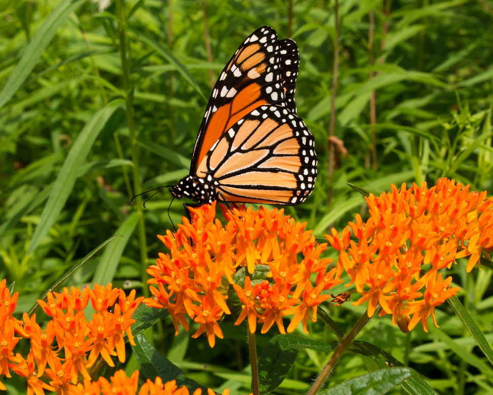 Asclepias tuberosa