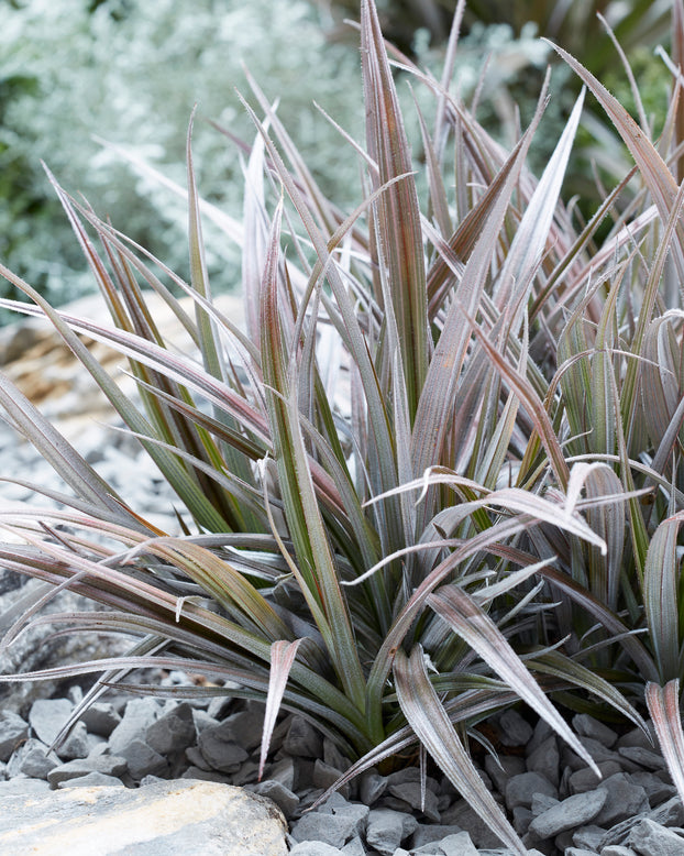 Astelia 'Red Shadow'