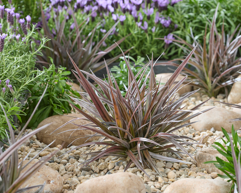 Astelia 'Red Shadow'