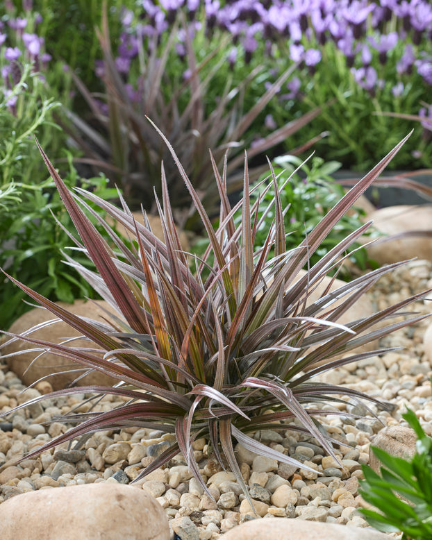 Astelia 'Red Shadow'