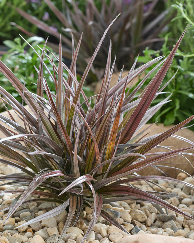 Astelia 'Red Shadow'