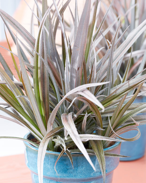 Astelia 'Red Shadow'
