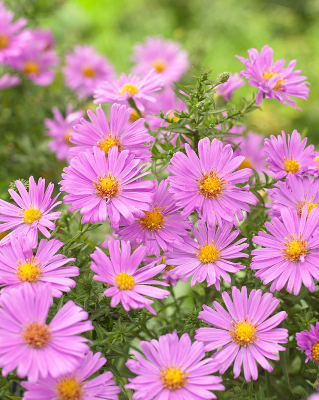 Aster 'Alice Haslam'