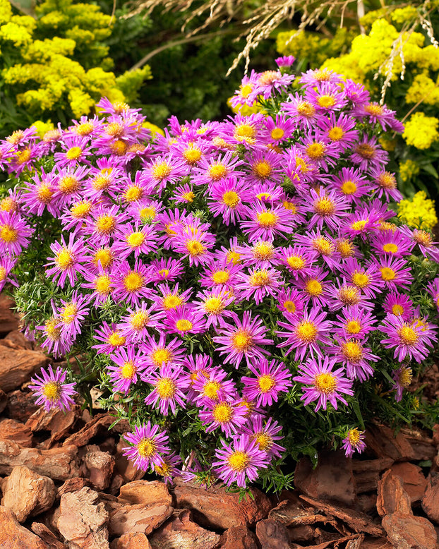Aster 'Alice Haslam'