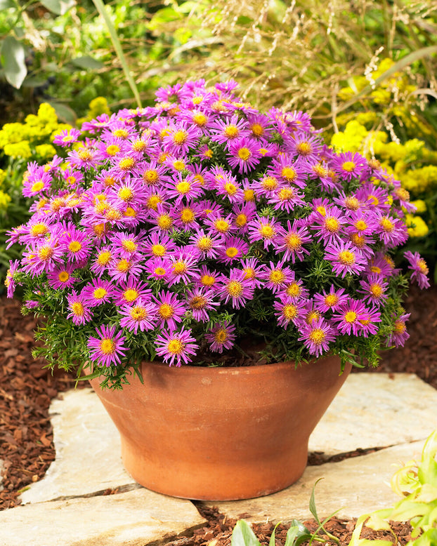 Aster 'Alice Haslam'