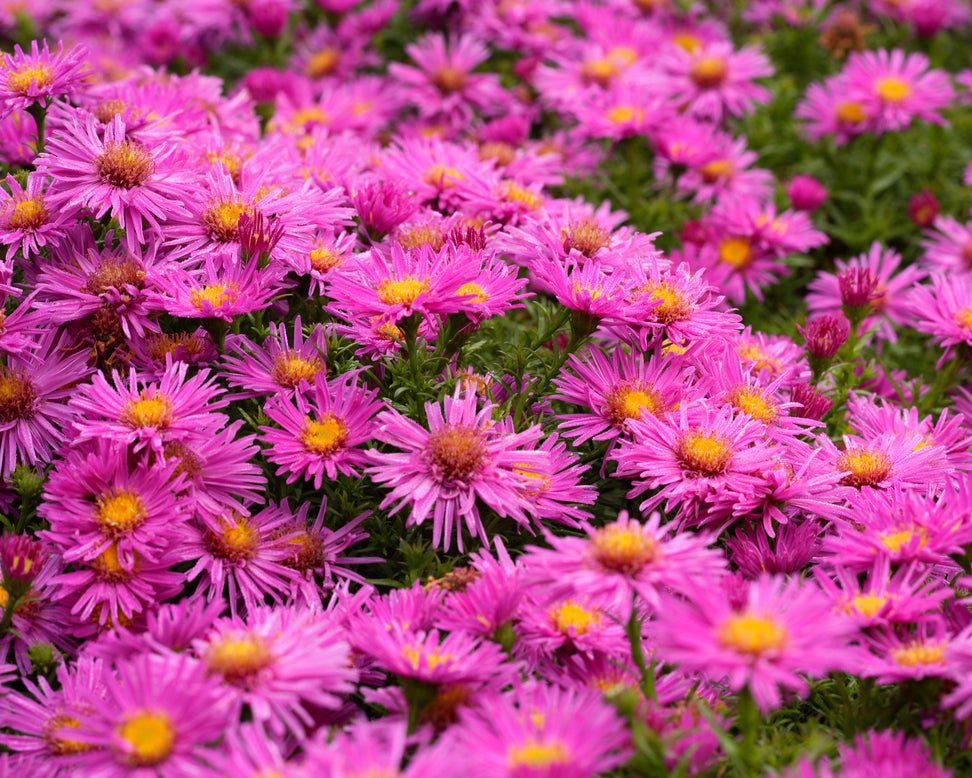 Aster 'Alice Haslam'