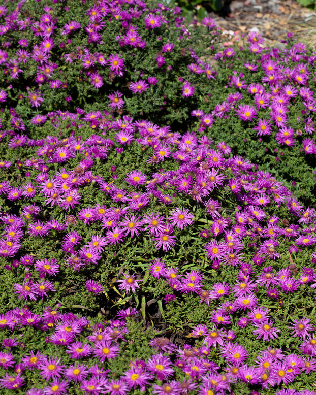Aster 'Alice Haslam'