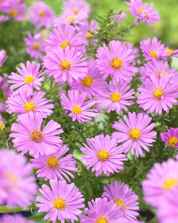 Aster 'Alice Haslam'