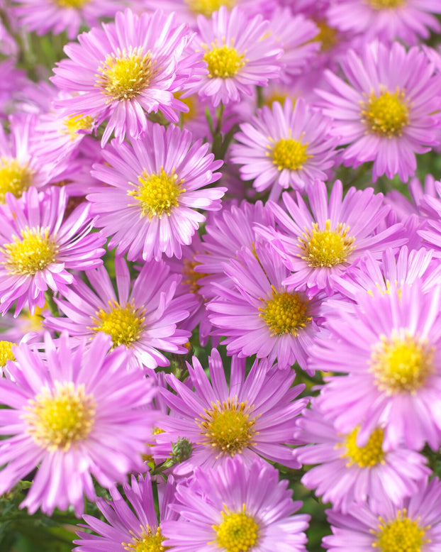 Aster 'Herbstgruss vom Bresserhof'