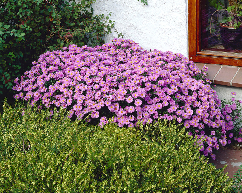 Aster 'Herbstgruss vom Bresserhof'