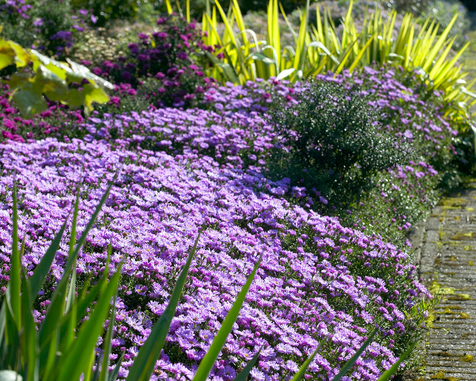 Aster 'Herbstgruss vom Bresserhof'