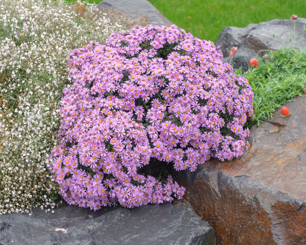Aster 'Herbstgruss vom Bresserhof'