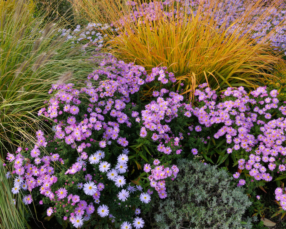 Aster 'Herbstgruss vom Bresserhof'