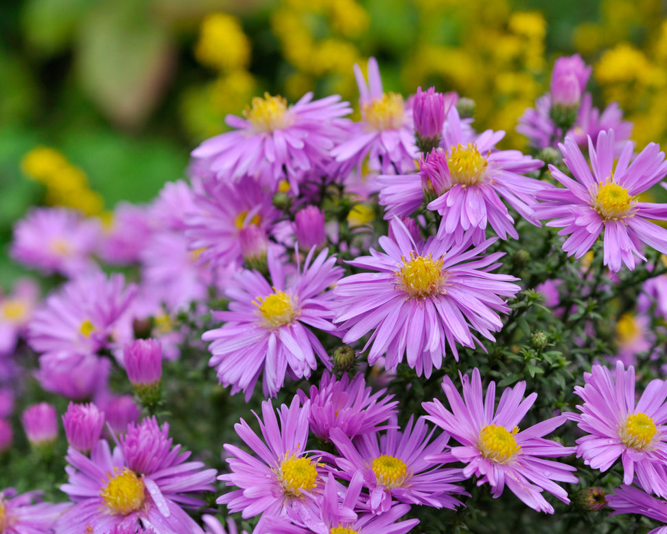 Aster 'Herbstgruss vom Bresserhof'