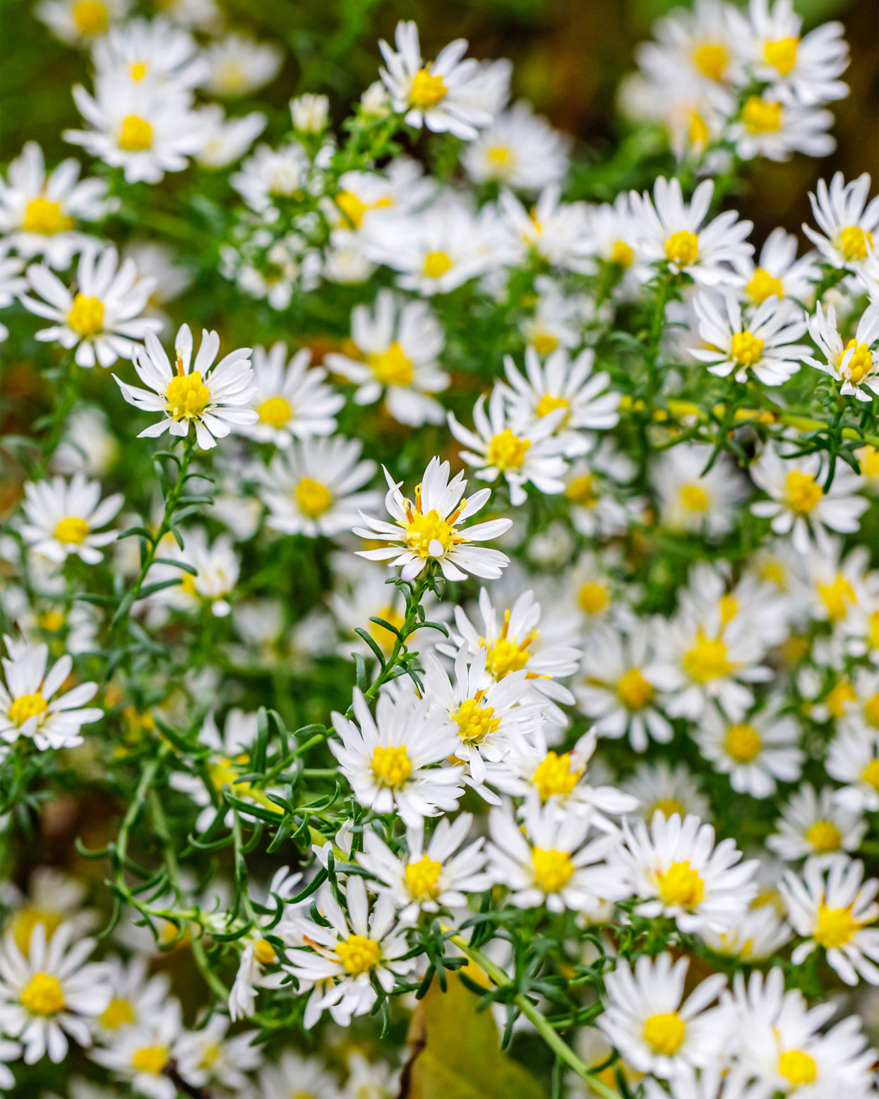 Kristina Roots Aster novi-belgii 'Kristina' bare roots | Buy white Michaelmas daisies ...
