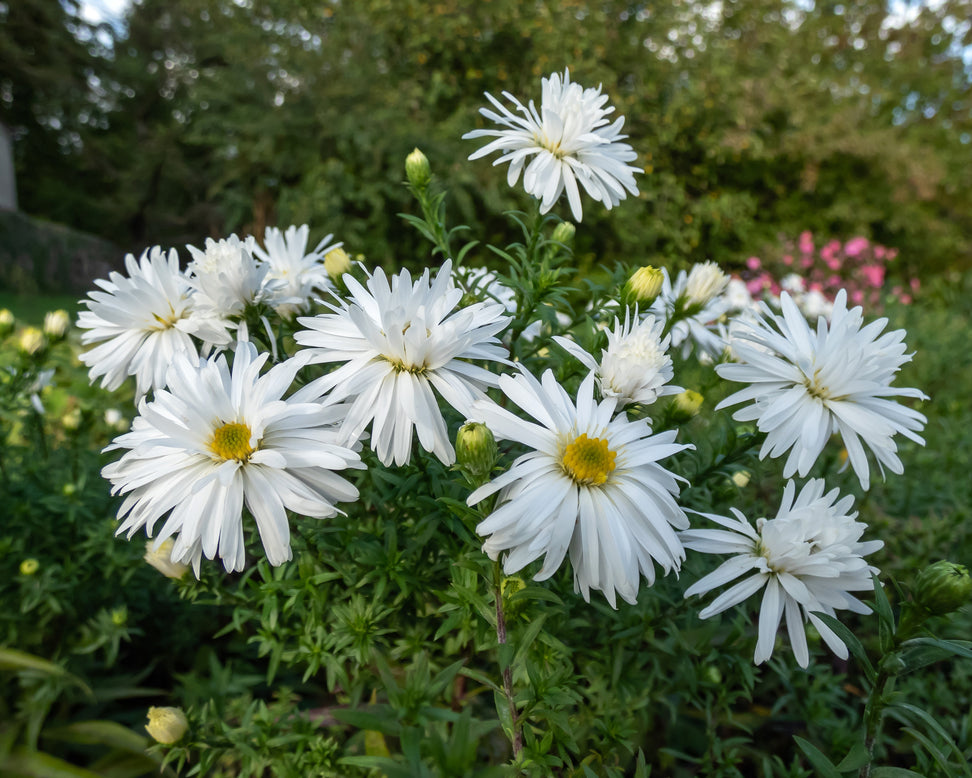 Aster 'Kristina'