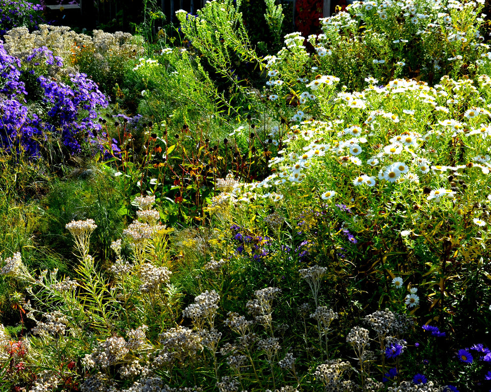 Aster 'Kristina'