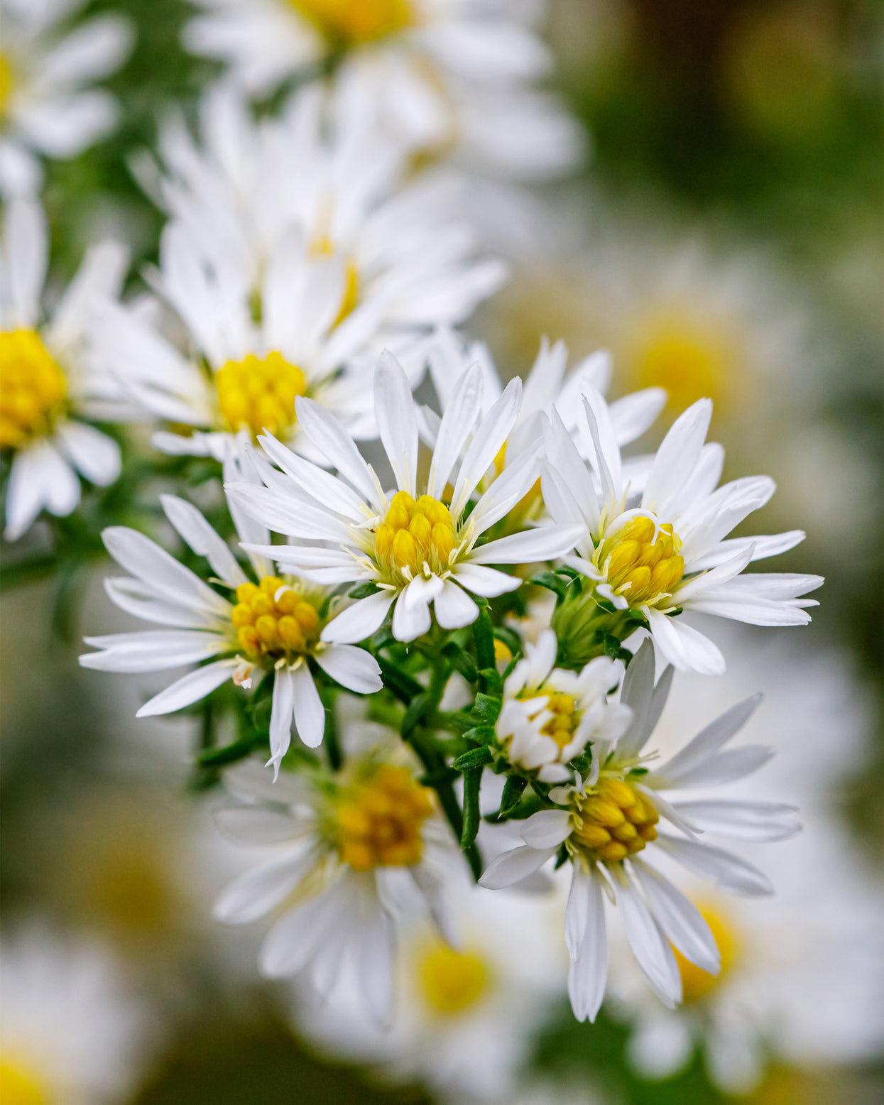 Aster novi-belgii 'Kristina' bare roots | Buy white Michaelmas daisies ...