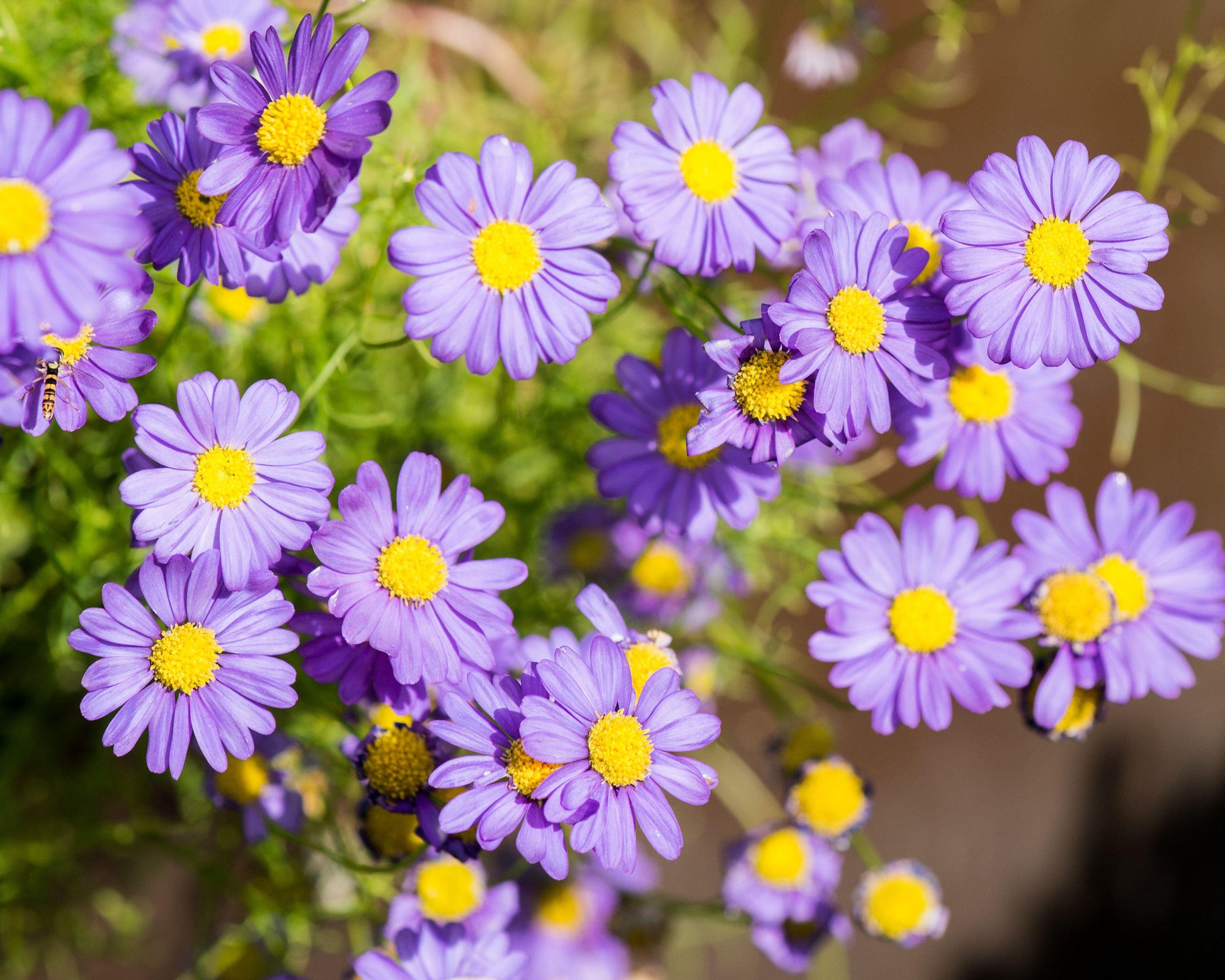 Aster novi-belgii 'Lady in Blue' bare roots — Buy lavender-blue ...