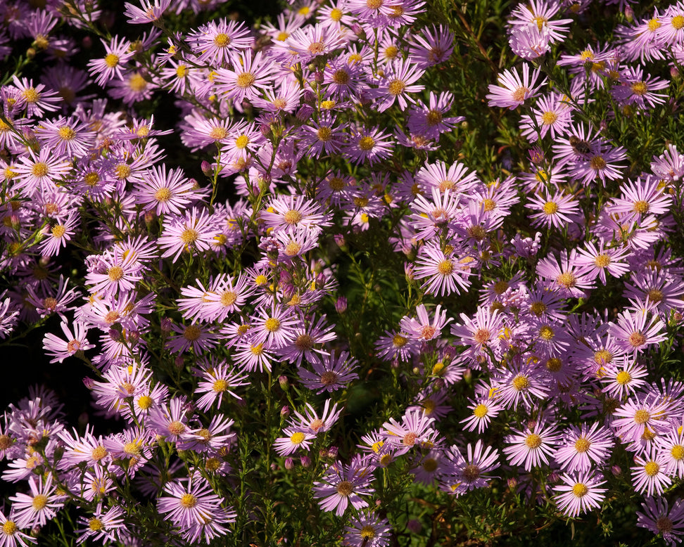 Aster 'Pink Star'