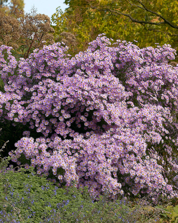 Aster 'Pink Star'