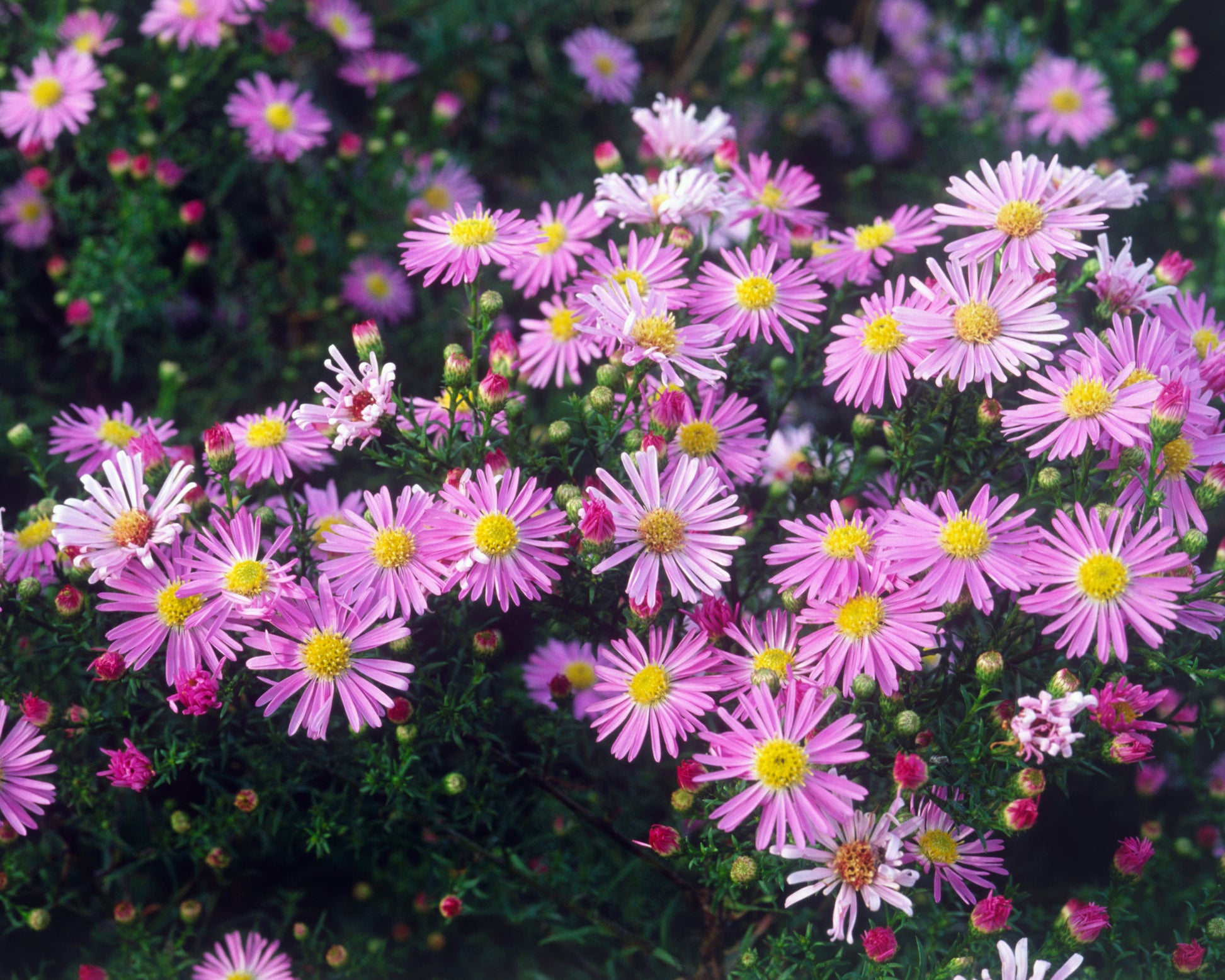 Aster 'Pink Star' bare roots | Buy pink Michaelmas daisies online at ...