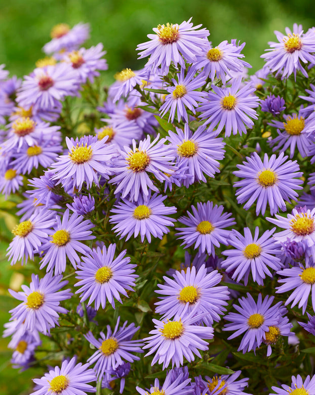 Aster 'Prof. Anton Kippenberg'