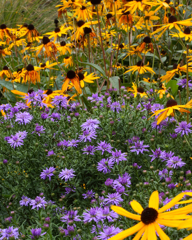 Aster 'Prof. Anton Kippenberg'