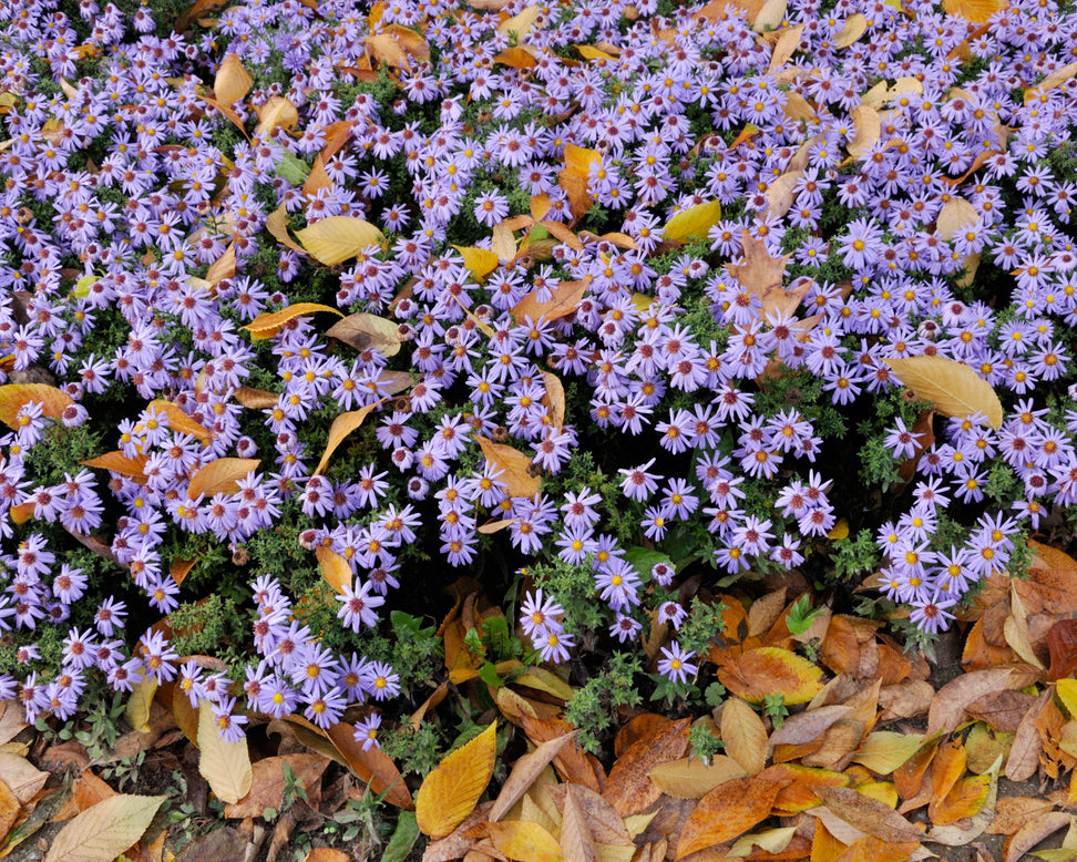 Aster 'Prof. Anton Kippenberg'