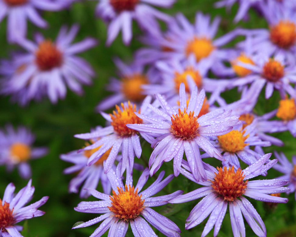 Aster 'Prof. Anton Kippenberg'