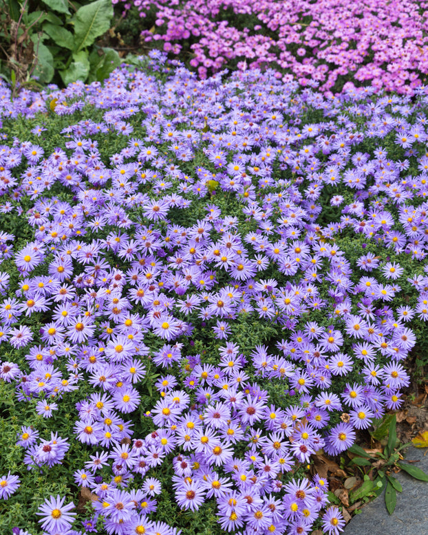Aster 'Prof. Anton Kippenberg'