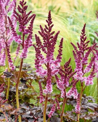 Astilbe 'Dark Side of the Moon'