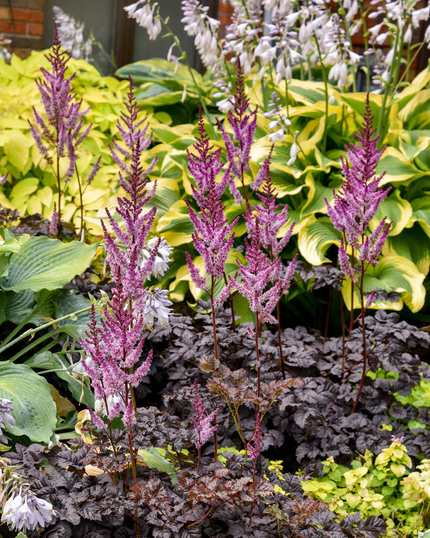 Astilbe 'Dark Side of the Moon'