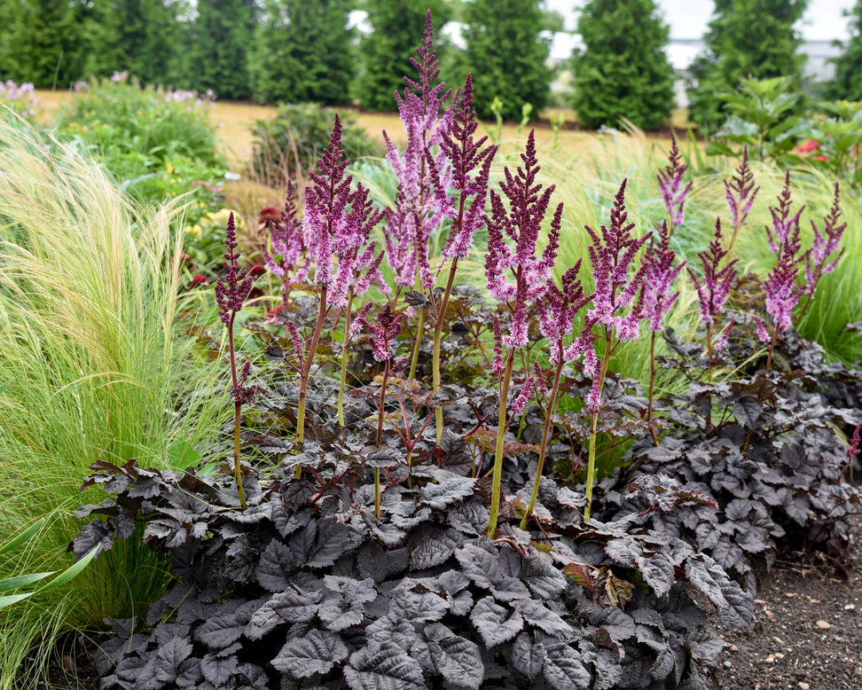 Astilbe 'Dark Side of the Moon'