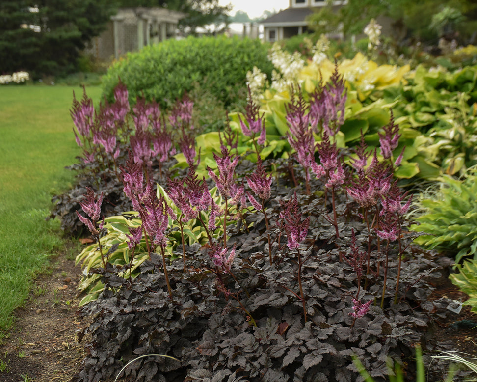 Astilbe 'Dark Side of the Moon'