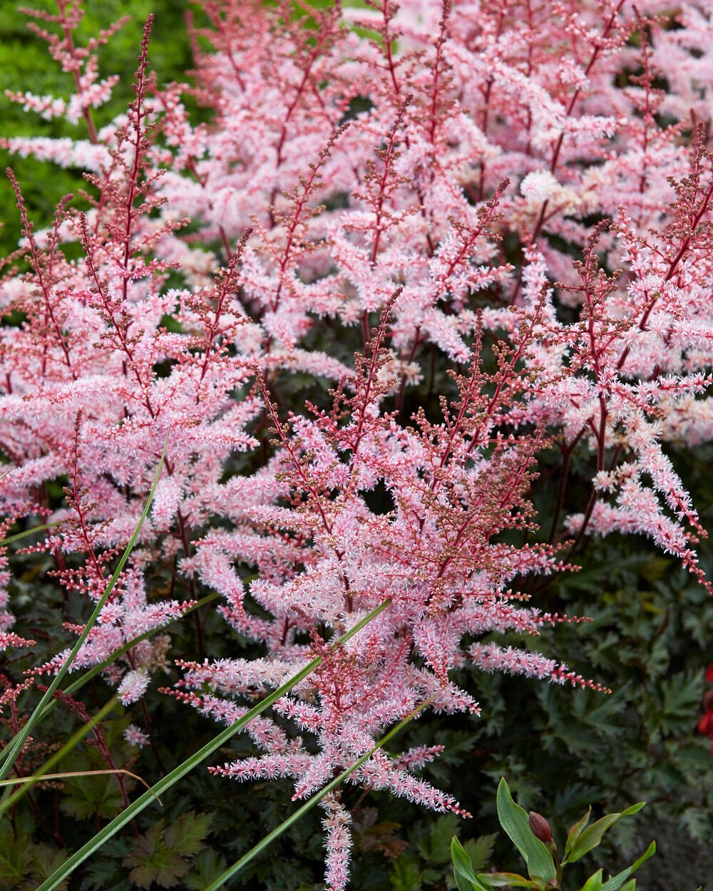 False Goatsbeard Roots Astilbe 'Delft Lace' bare roots | Buy soft pink false goat's beard ...