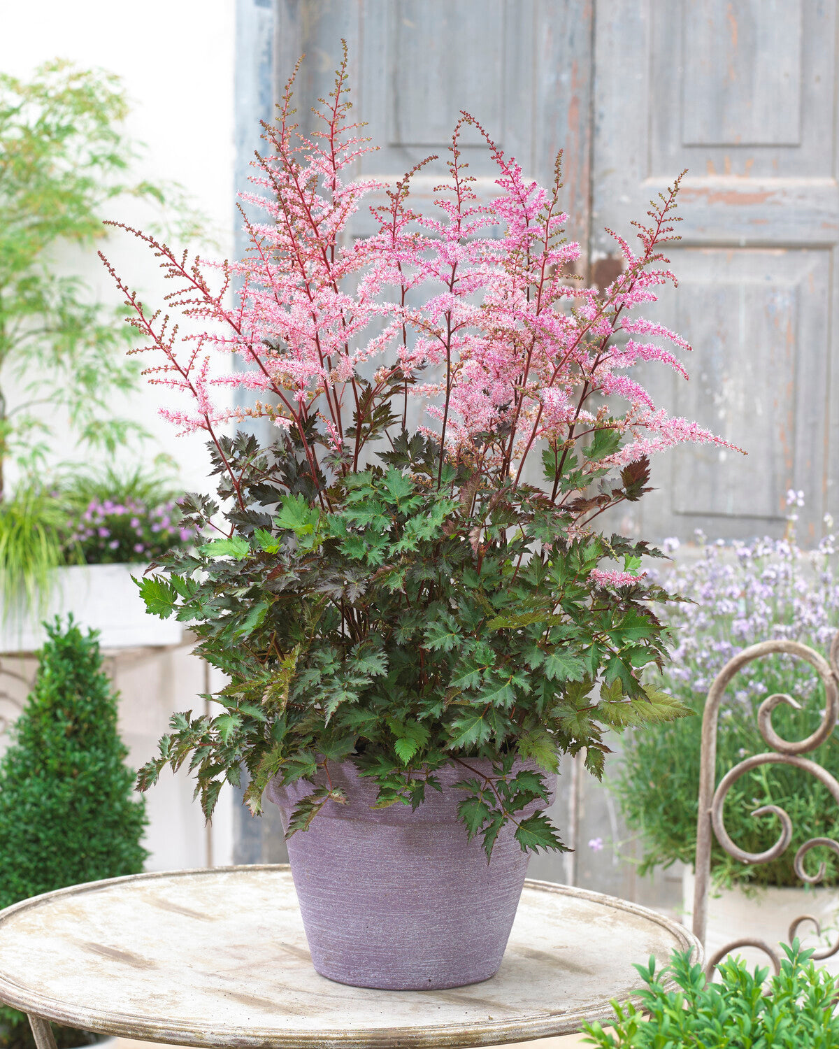 Astilbe 'Delft Lace' bare roots | Buy soft pink false goat's beard ...